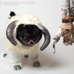 Avatar of Chubbs The Wampug