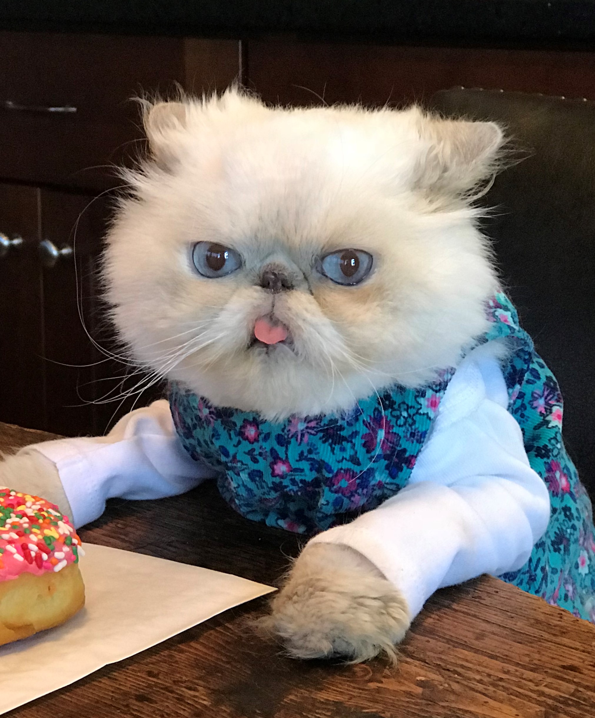 Avatar of Shelby - Cat Personality