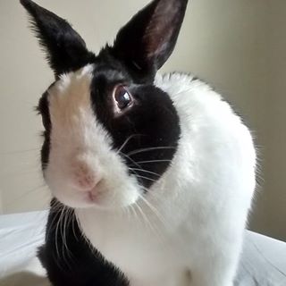Avatar of OneMorePlease